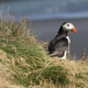 A puffin
